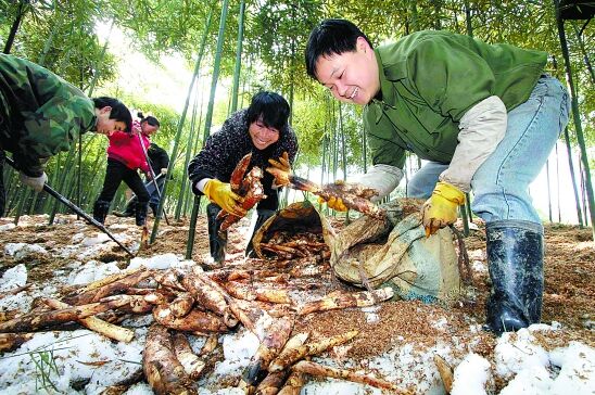 2月18日,德清县笋农夏建欣与亲戚们在乾元镇城北村的竹林扒开积雪挖笋