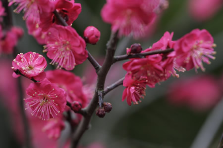 杭州:江南春早 十万株梅花竞相开放