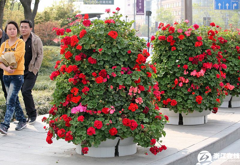 绚烂的花坛妆点着街道