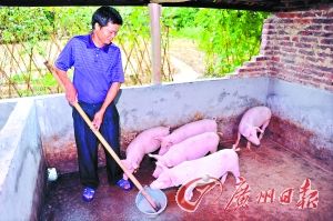 图为从化一名养猪户,肉价高涨,生猪行业成了热门投资项目。 图为从化一名养猪户,肉价高涨,生猪行业成了热门投资项目。